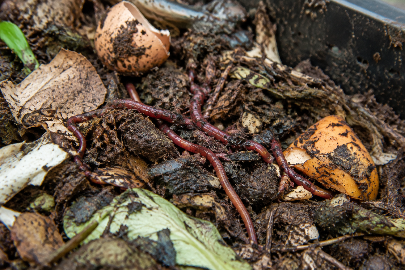 A close-up of red wigglers among partially decomposed food scraps and fibrous bedding in an open home composting bin.
